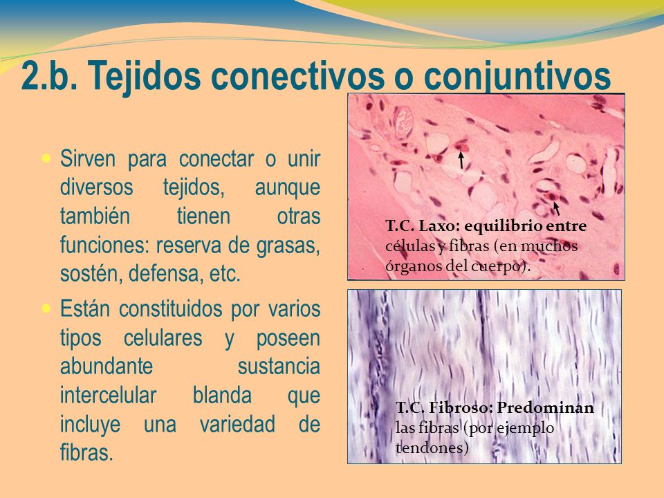 cual es la funcion del tejido conectivo fibroso